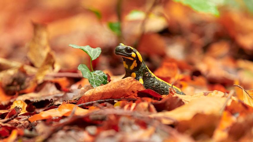 Ein Feuersalamander kriecht durchs Laub. Ein Feuersalamander kriecht durchs Laub.