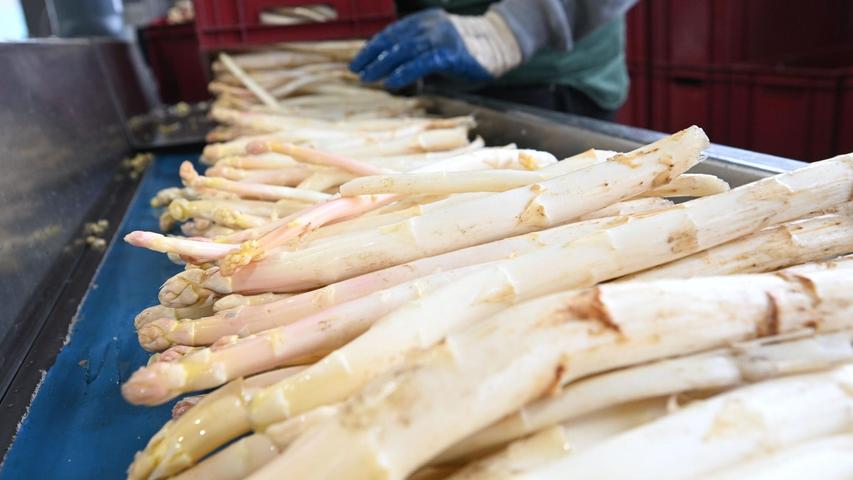 Nun ist die Tiefphase der Spargelpreise 2025 erreicht - zum Ende der Saison hin werden die Preise erwartungsgemäß ansteigen. (Archivbild) Nun ist die Tiefphase der Spargelpreise 2025 erreicht - zum Ende der Saison hin werden die Preise erwartungsgemäß ansteigen. (Archivbild)