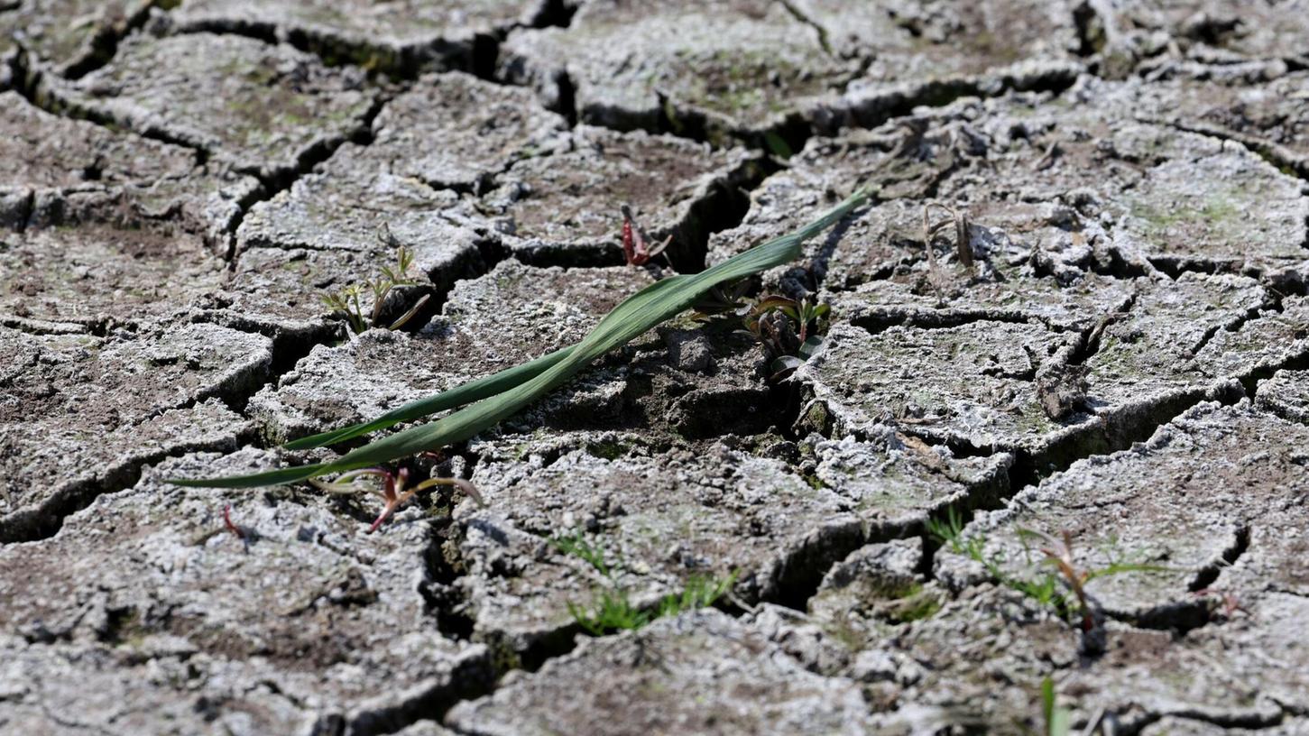 Die anhaltende Dürre hat zunehmend Folgen für Wald und Landwirtschaft. Die anhaltende Dürre hat zunehmend Folgen für Wald und Landwirtschaft.