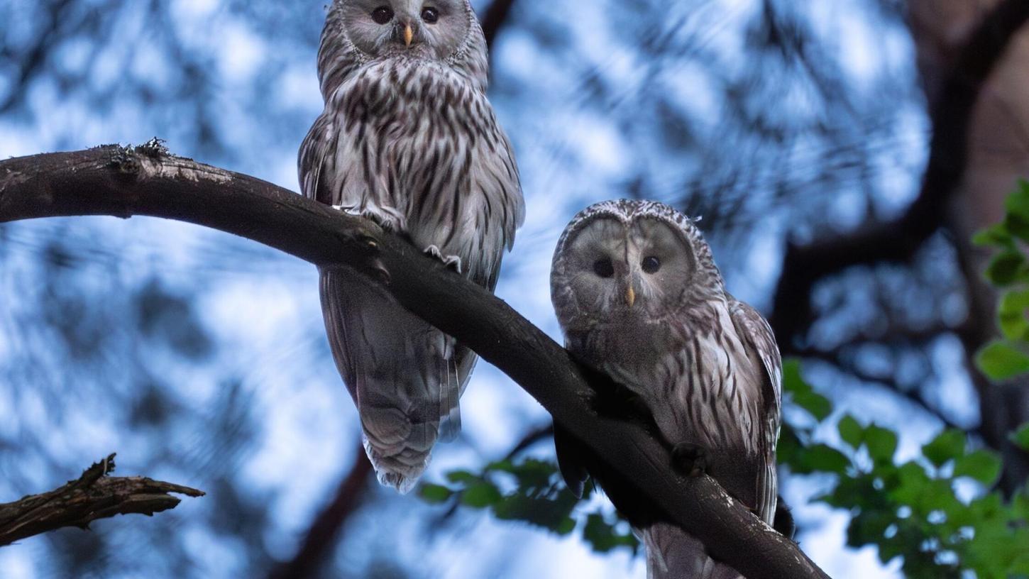 In Nordostbayern läuft ein Wiederansiedlungsprojekt für Wildkäuze. Nun hat ein Vogelpaar Nachwuchs. (Handout) In Nordostbayern läuft ein Wiederansiedlungsprojekt für Wildkäuze. Nun hat ein Vogelpaar Nachwuchs. (Handout)
