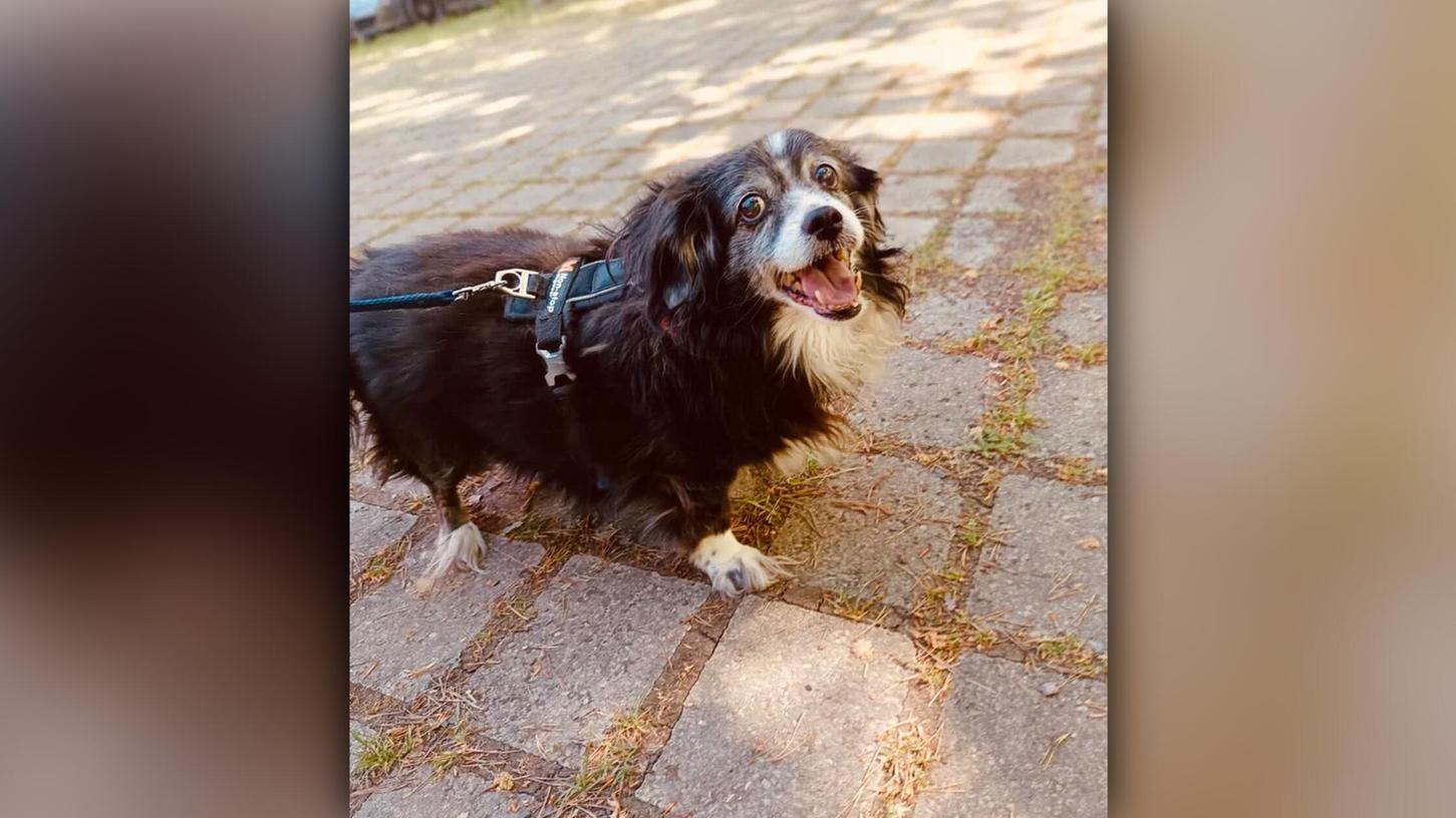 Obwohl das Leben sie genarbt hat, lächelt Hundeomi Princess noch freudig in die Kamera. Obwohl das Leben sie genarbt hat, lächelt Hundeomi Princess noch freudig in die Kamera.