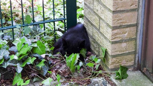 Die Katze klemmt zwischen Wand und Gartenzaun - Fe