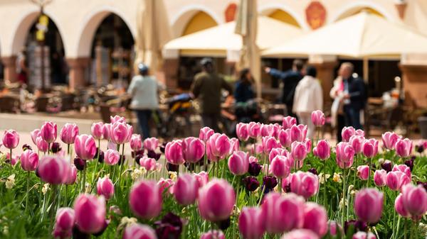 Gartenschau Freudenstadt & Baiersbronn 2025616.jpg