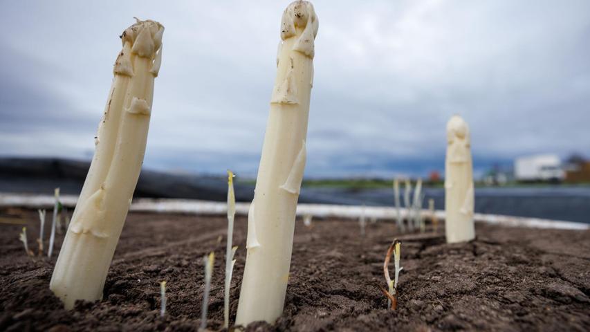 Die Anbaufläche für Spargel ist in Bayern zurückgegangen. (Archivbild) Die Anbaufläche für Spargel ist in Bayern zurückgegangen. (Archivbild)