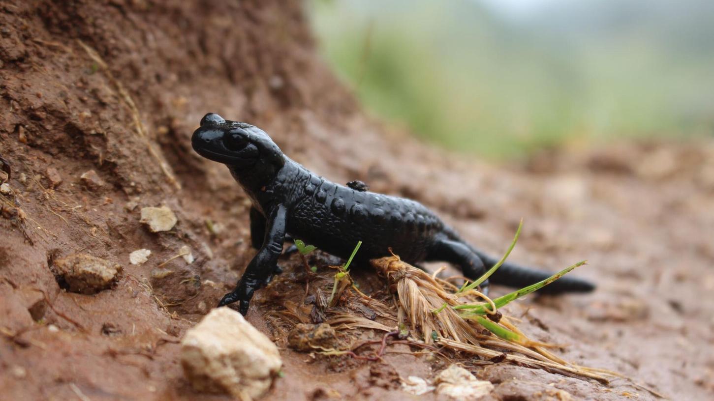 Der LBV möchte mehr über die Verbreitung des schwarz glänzenden Salamanders erfahren, um diesen besser schützen zu können. Der LBV möchte mehr über die Verbreitung des schwarz glänzenden Salamanders erfahren, um diesen besser schützen zu können.