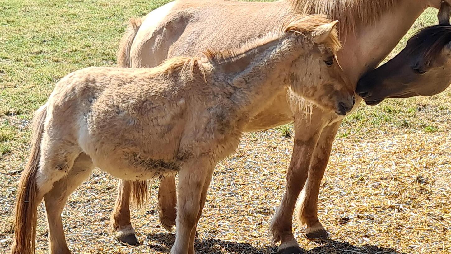 Das Veterinäramt Ansbach musste 15 Pferde beschlagnahmen. Nun wird für sie ein neues, liebevolles Zuhause gesucht. Das Veterinäramt Ansbach musste 15 Pferde beschlagnahmen. Nun wird für sie ein neues, liebevolles Zuhause gesucht.