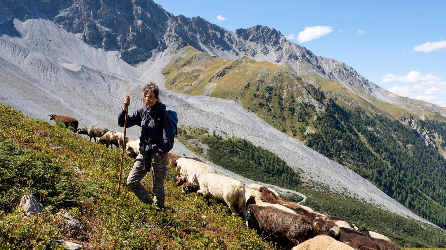 Hirtin Celia Martínez Aragón ist mit ihren Schafen in Sulden unterwegs. Hirtin Celia Martínez Aragón ist mit ihren Schafen in Sulden unterwegs.
