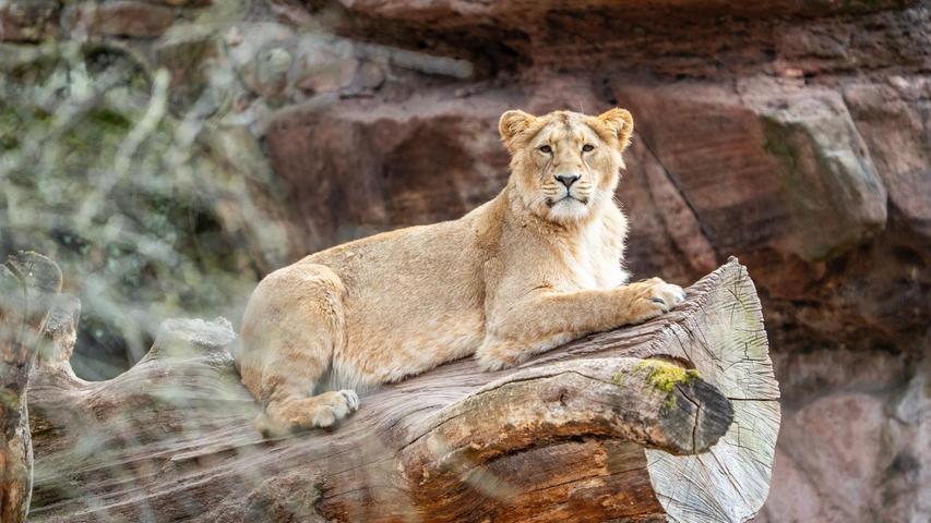 Die junge Löwin Indica aus dem Nürnberger Tiergarten ist nach Polen umgezogen Die junge Löwin Indica aus dem Nürnberger Tiergarten ist nach Polen umgezogen