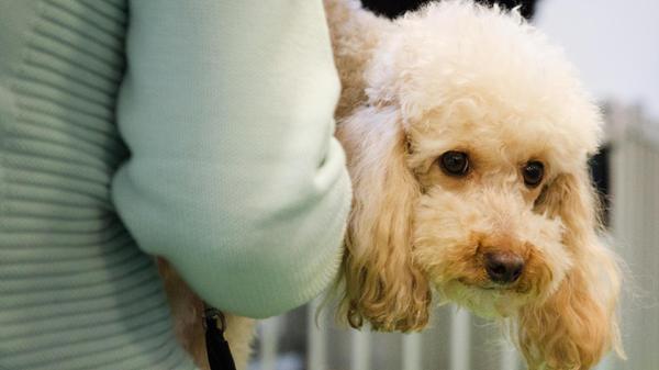 ARCHIV - Kleine Hunde sind für ältere Menschen gee