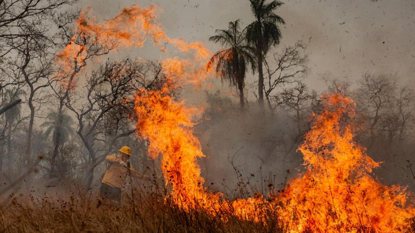 Feuer waren die Hauptursache für den großen Waldverlust. (Archivbild) Feuer waren die Hauptursache für den großen Waldverlust. (Archivbild)