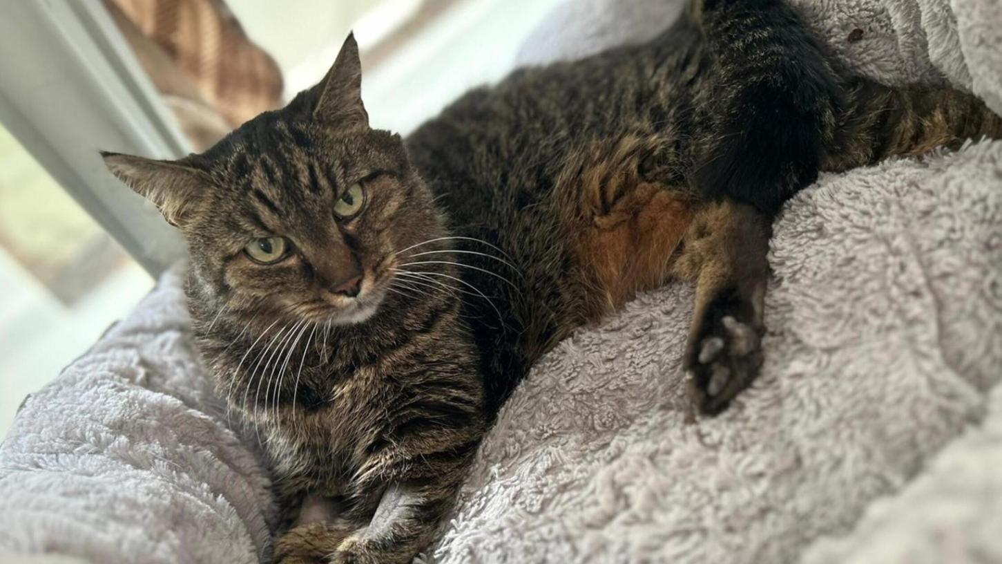 Die 17-jährige Katze Kessi sucht ein neues Zuhause. Die 17-jährige Katze Kessi sucht ein neues Zuhause.