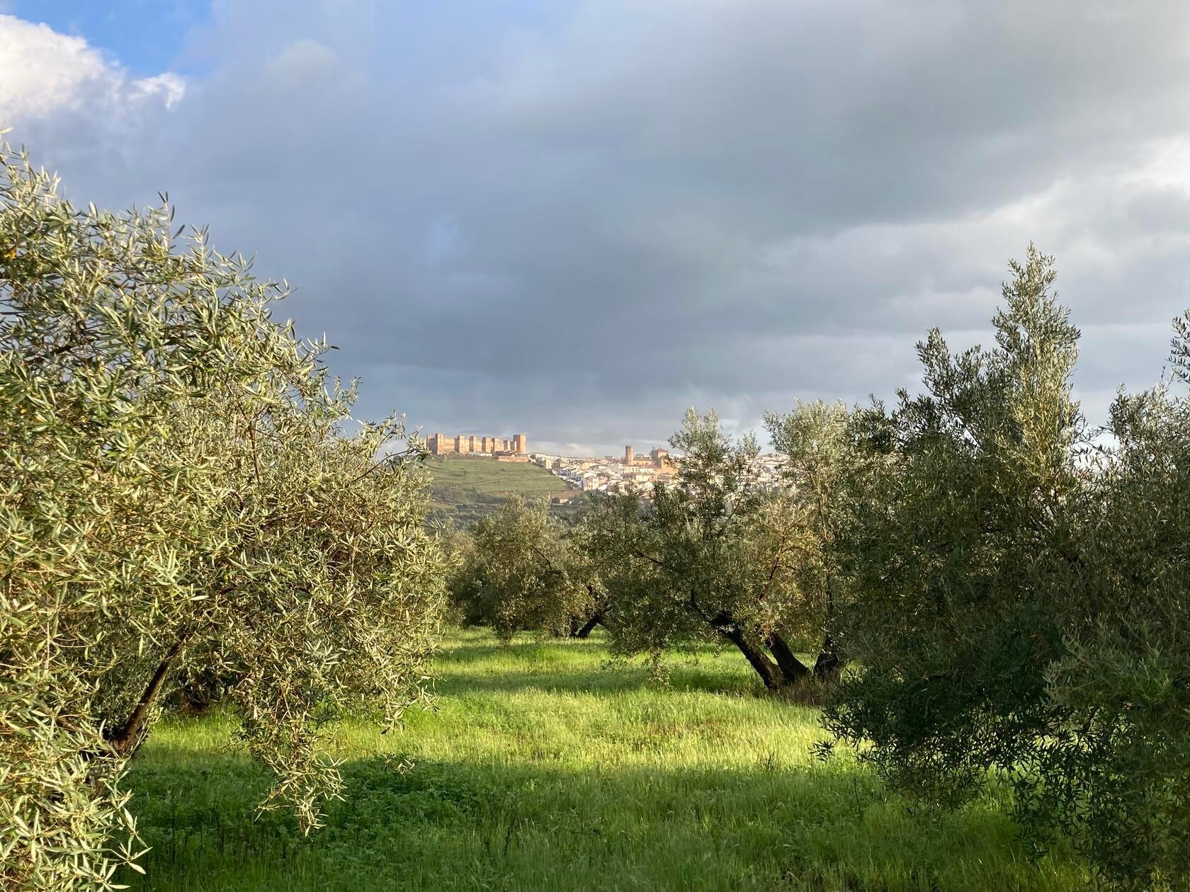 Der Ort Baños de la Encina mit seiner Festung aus dem 10. Jahrhundert thront über zahlreichen Olivenbäumen.