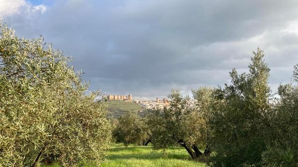Der Ort Baños de la Encina mit seiner Festung aus dem 10. Jahrhundert thront über zahlreichen Olivenbäumen.