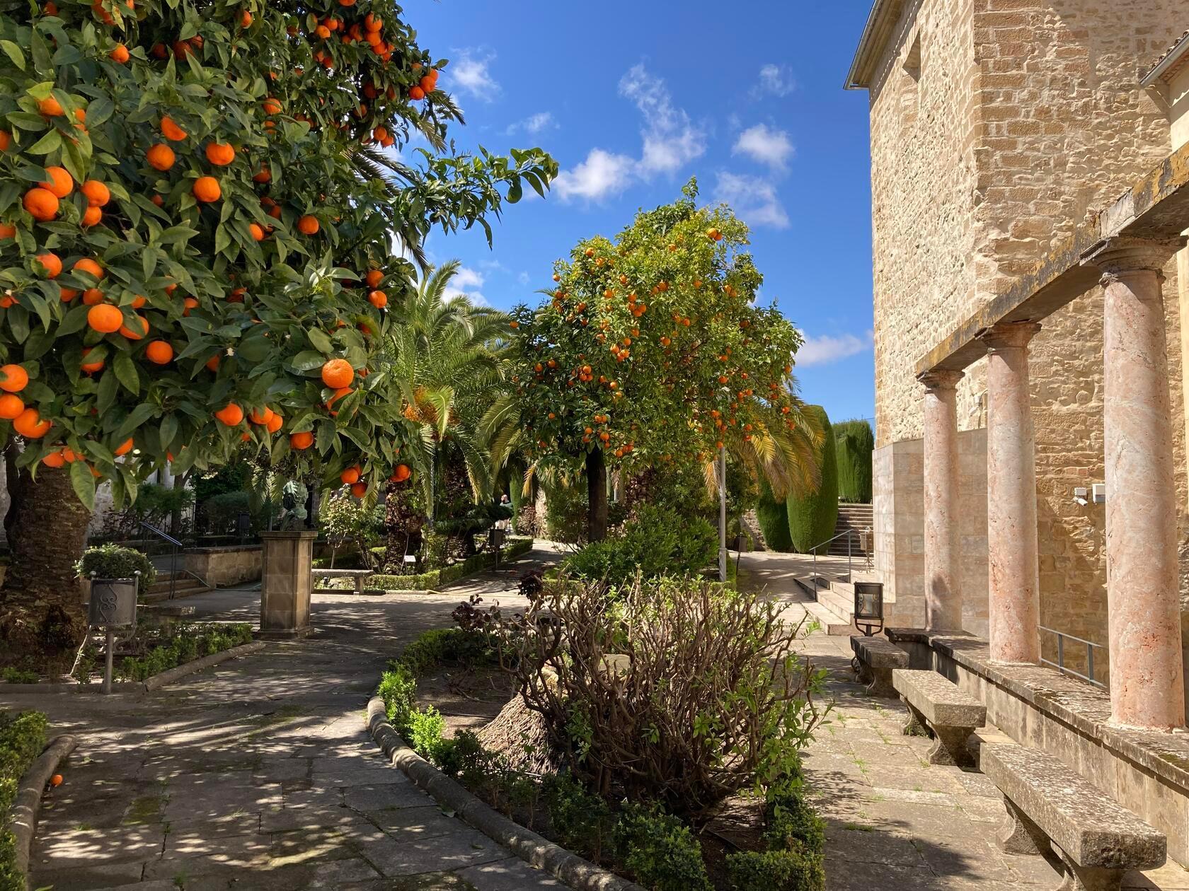 Schon im April blühen in Baeza die Zitrusfrüchte.