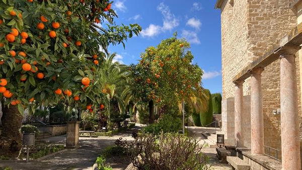 Schon im April blühen in Baeza die Zitrusfrüchte.