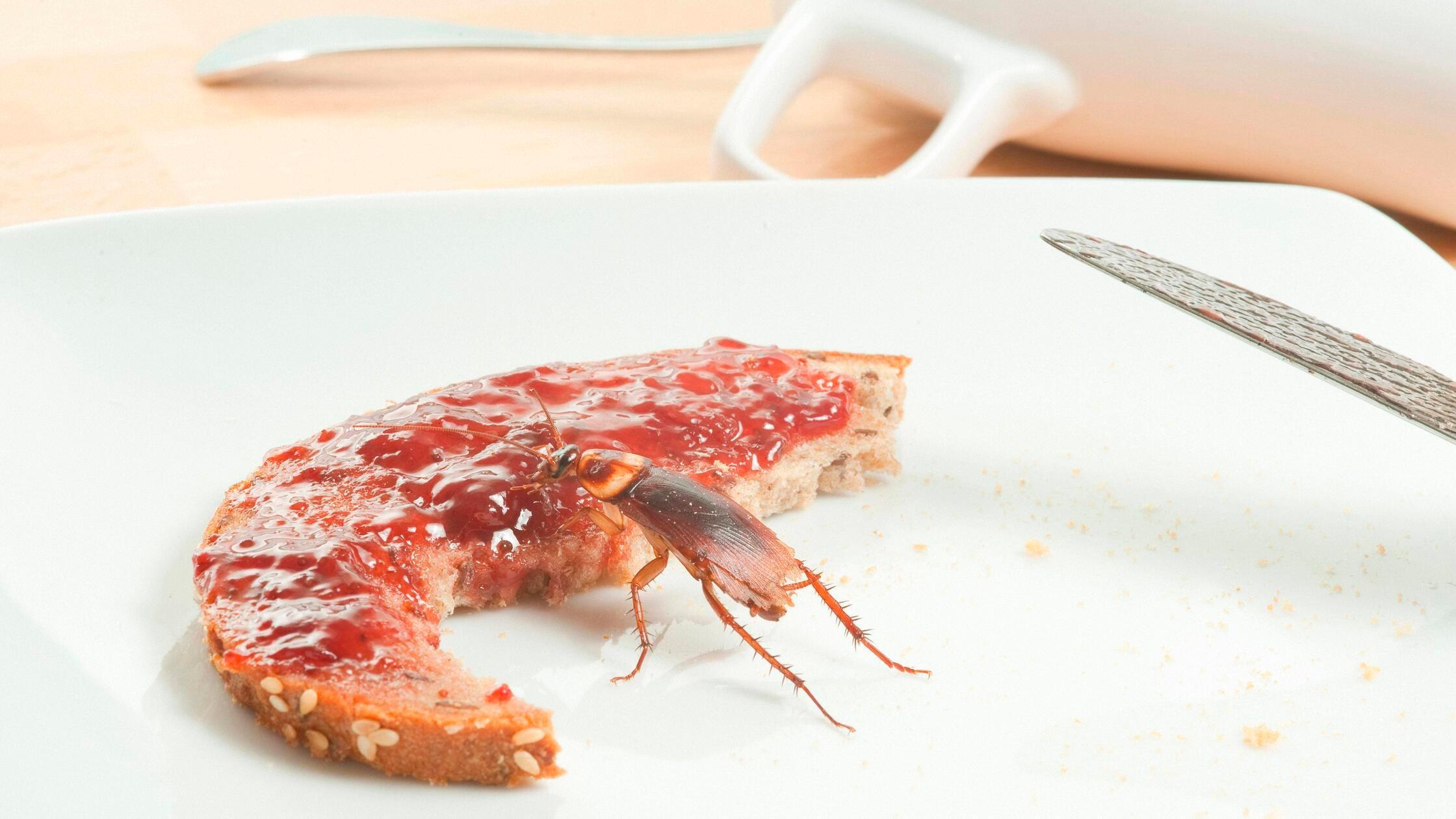 Kakerlake, KÃ¼chenschabe *** Cockroach, Cockroach 