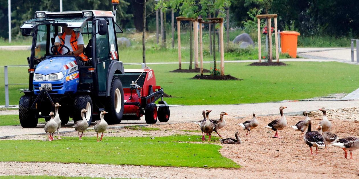 Greasy droppings on sidewalks: How are the geese doing at Nuremberg's ...