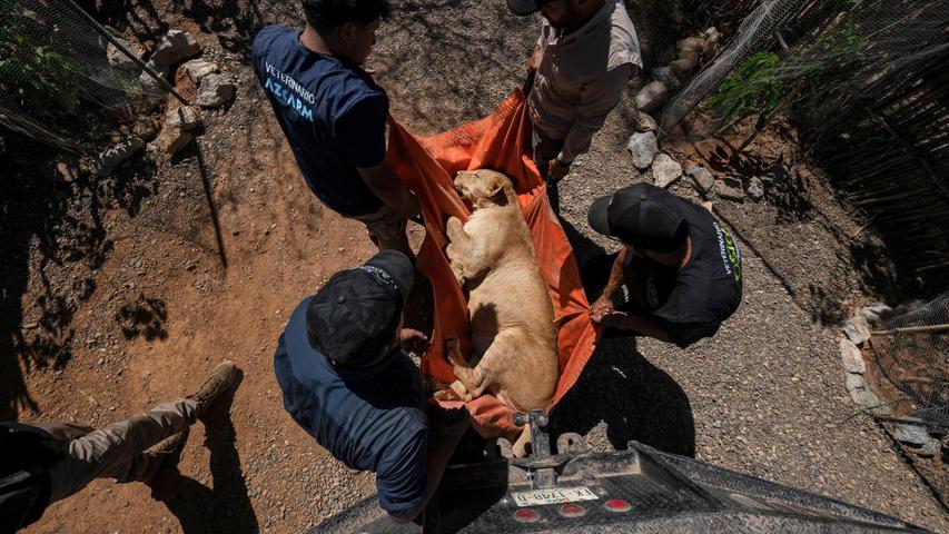 Hunderte Löwen, Elefanten und Tiger bekommen in der Stadt Mazatlán ein neues Zuhause. Hunderte Löwen, Elefanten und Tiger bekommen in der Stadt Mazatlán ein neues Zuhause.