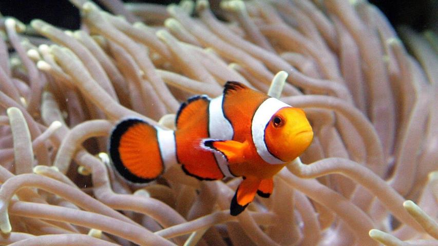 Clownfische leben im Schutz von Seeanemonen. (Archivbild) Clownfische leben im Schutz von Seeanemonen. (Archivbild)