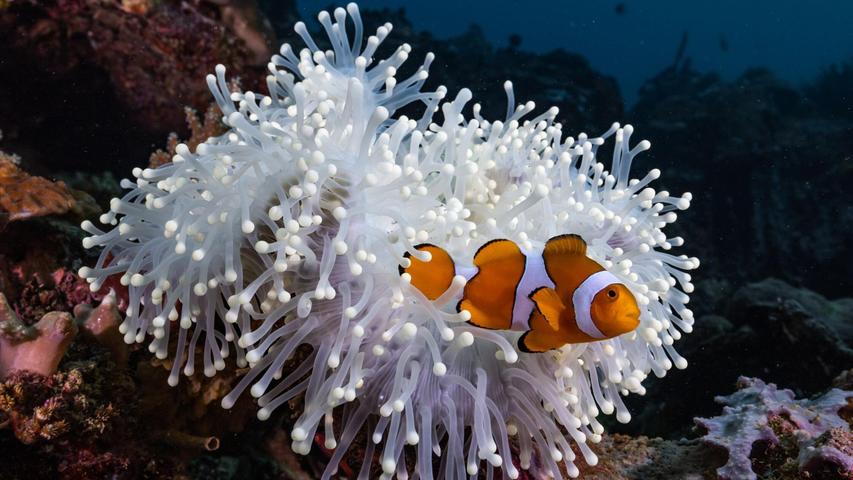 Die aus dem Animationsfilm „Findet Nemo“ bekannten Echten Clownfische (Amphiprion percula) leben im Schutz von Seeanemonen. Die aus dem Animationsfilm „Findet Nemo“ bekannten Echten Clownfische (Amphiprion percula) leben im Schutz von Seeanemonen.