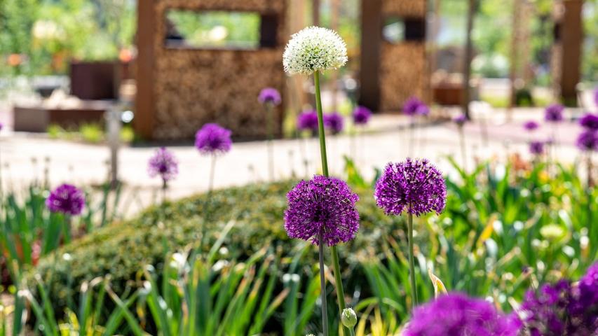Blumen blühen auf dem Gelände der Landesgartenschau 2025. Blumen blühen auf dem Gelände der Landesgartenschau 2025.