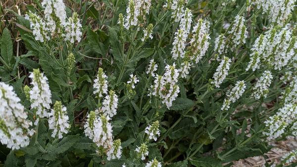 PXL_20250522_084529331