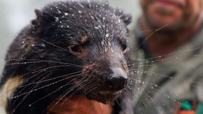 Auch viele Tiere waren betroffen, darunter bedrohte Tasmanische Teufel. Auch viele Tiere waren betroffen, darunter bedrohte Tasmanische Teufel.