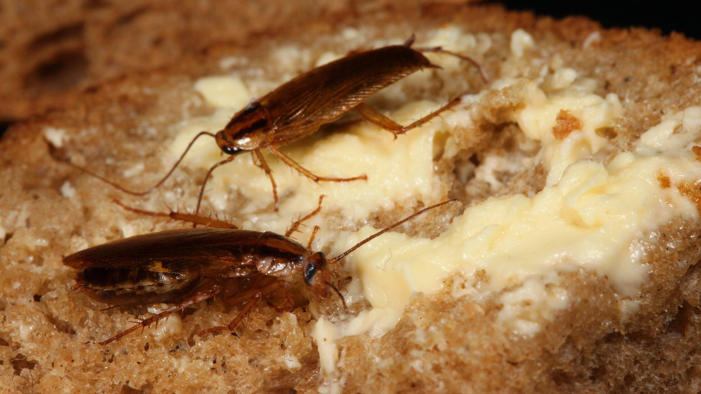 Lebensmittelkontrollen in Schwabach und Roth Pranger für Restaurants