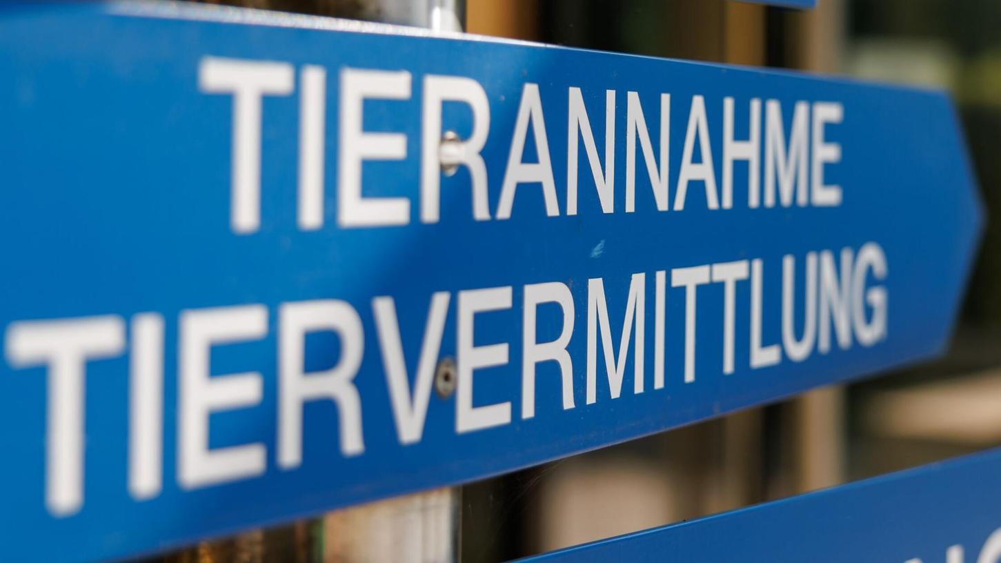 Im Tierheim Nürnberg wird ein Teil der gefundenen Tiere versorgt. (Archivfoto) Im Tierheim Nürnberg wird ein Teil der gefundenen Tiere versorgt. (Archivfoto)