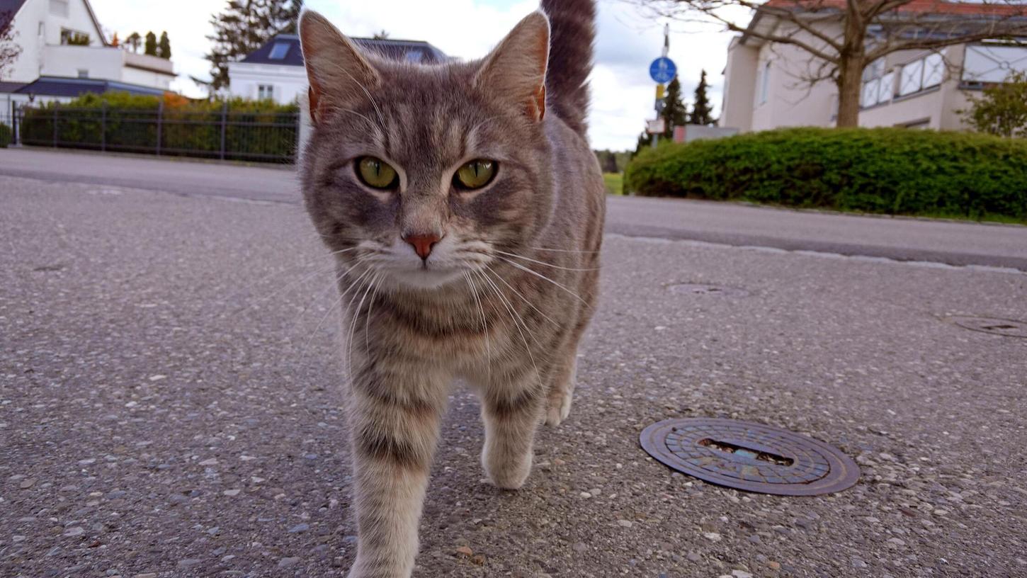 Das Internet ohne Katzen? Unvorstellbar. (Symbolbild) Das Internet ohne Katzen? Unvorstellbar. (Symbolbild)