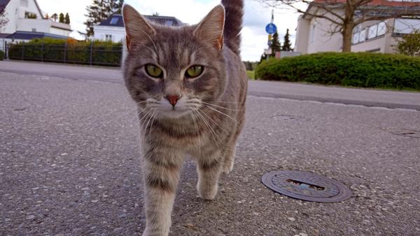 25.04.2025, Bad Wörishofen im Unterallgäu: EIne Ka