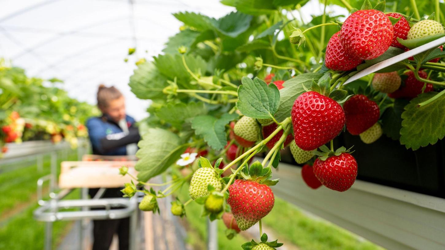 Eine Frau erntet Erdbeeren von einem Hochbeet. Eine Frau erntet Erdbeeren von einem Hochbeet.
