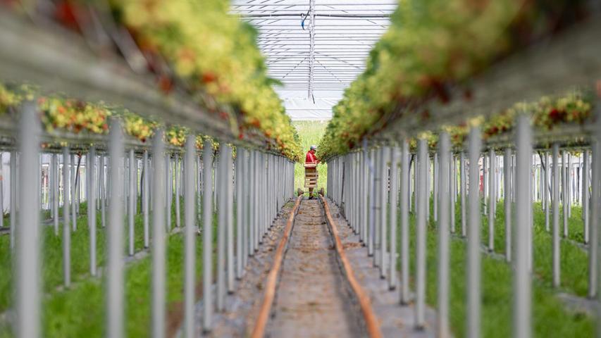Immer mehr Landwirte setzen auf Stellagen beim Erdbeeranbau. Immer mehr Landwirte setzen auf Stellagen beim Erdbeeranbau.