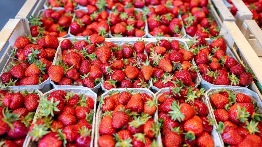 Erdbeeren sind beliebt - auf Torten, im Dessert oder pur. Erdbeeren sind beliebt - auf Torten, im Dessert oder pur.