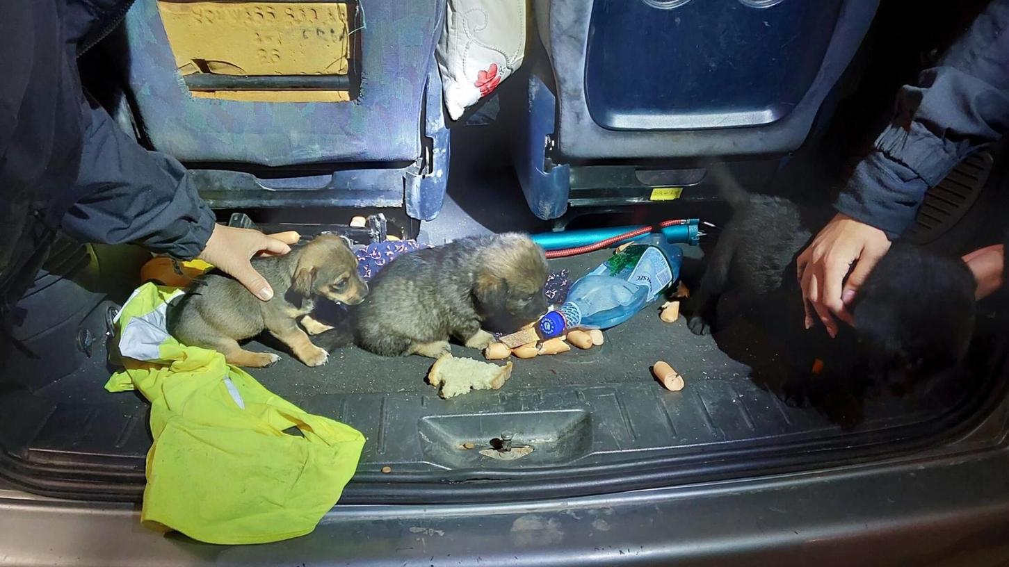 Die Hundewelpen wurden in verdreckter Umgebung transportiert. Die Hundewelpen wurden in verdreckter Umgebung transportiert.