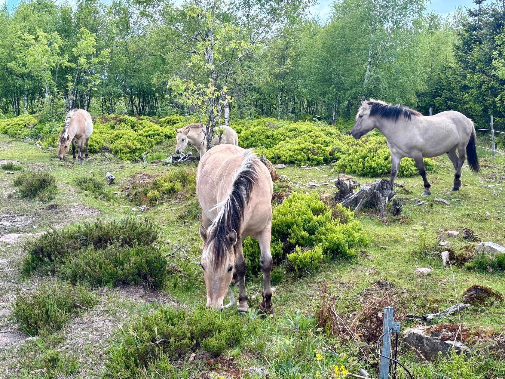 Früher beweideten große Pflanzenfresser wie Wiesente und Wildpferde die Schwarzwaldkuppen, auch in den vergangenen Jahrhunderten wurde Landwirtschaft mit Weidevieh betrieben. Heute werden diese halbwilden Koniks als Landschaftspfleger eingesetzt und halten Flächen offen.
