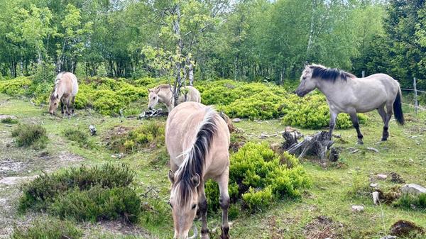Früher beweideten große Pflanzenfresser wie Wiesente und Wildpferde die Schwarzwaldkuppen, auch in den vergangenen Jahrhunderten wurde Landwirtschaft mit Weidevieh betrieben. Heute werden diese halbwilden Koniks als Landschaftspfleger eingesetzt und halten Flächen offen.