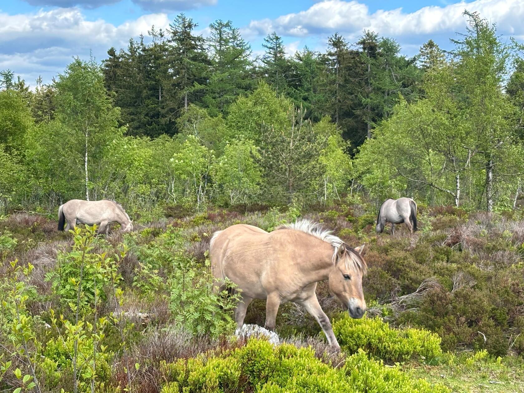 Zwei Herden halb wilder Konik-Pferde beweiden Flächen im Nationalpark Schwarzwald. Ziel ist mehr Artenvielfalt durch baumfreie Heidelandschaften.