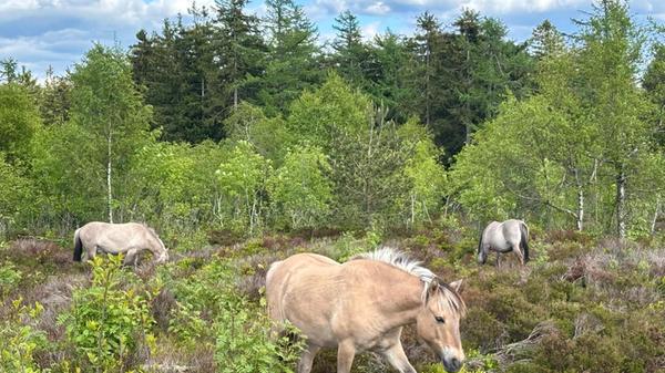Zwei Herden halb wilder Konik-Pferde beweiden Flächen im Nationalpark Schwarzwald. Ziel ist mehr Artenvielfalt durch baumfreie Heidelandschaften.