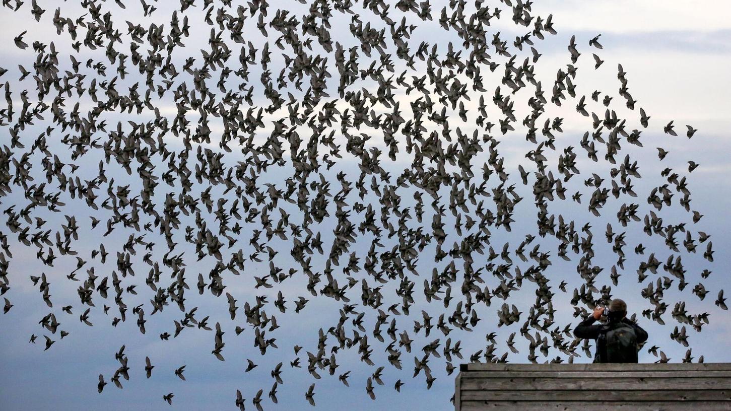 Die meisten Menschen halten sich an die Regeln in Naturschutzgebieten und fotografieren Tiere nur von Wegen und Aussichtspunkten aus. Die meisten Menschen halten sich an die Regeln in Naturschutzgebieten und fotografieren Tiere nur von Wegen und Aussichtspunkten aus.