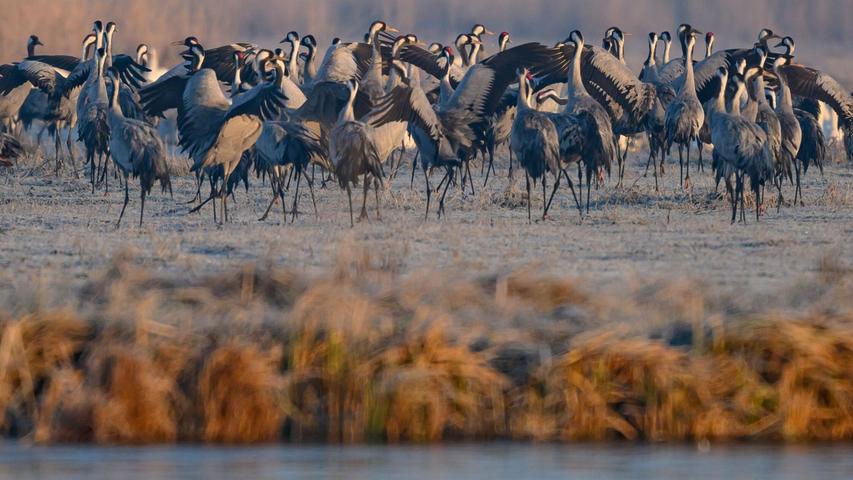Spezielle Führungen, Sichtschirme und Aussichtstürme sollen die Störungen für die Tiere im Müritz-Nationalpark so gering wie möglich halten. (Archivbild) Spezielle Führungen, Sichtschirme und Aussichtstürme sollen die Störungen für die Tiere im Müritz-Nationalpark so gering wie möglich halten. (Archivbild)