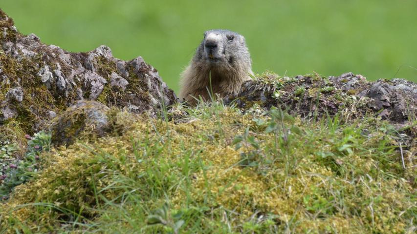 Fotos von Tieren und Pflanzen tragen auch zur Wertschätzung der Natur bei. (Archivbild) Fotos von Tieren und Pflanzen tragen auch zur Wertschätzung der Natur bei. (Archivbild)