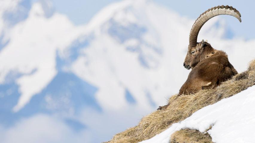 In der Allgäuer Hochalpen gibt es spezielle Führungen zu den „Big Five“, wozu Steinbock, Steinadler, Gams, Murmeltier und Alpenschneehuhn zählen. (Archivbild) In der Allgäuer Hochalpen gibt es spezielle Führungen zu den „Big Five“, wozu Steinbock, Steinadler, Gams, Murmeltier und Alpenschneehuhn zählen. (Archivbild)