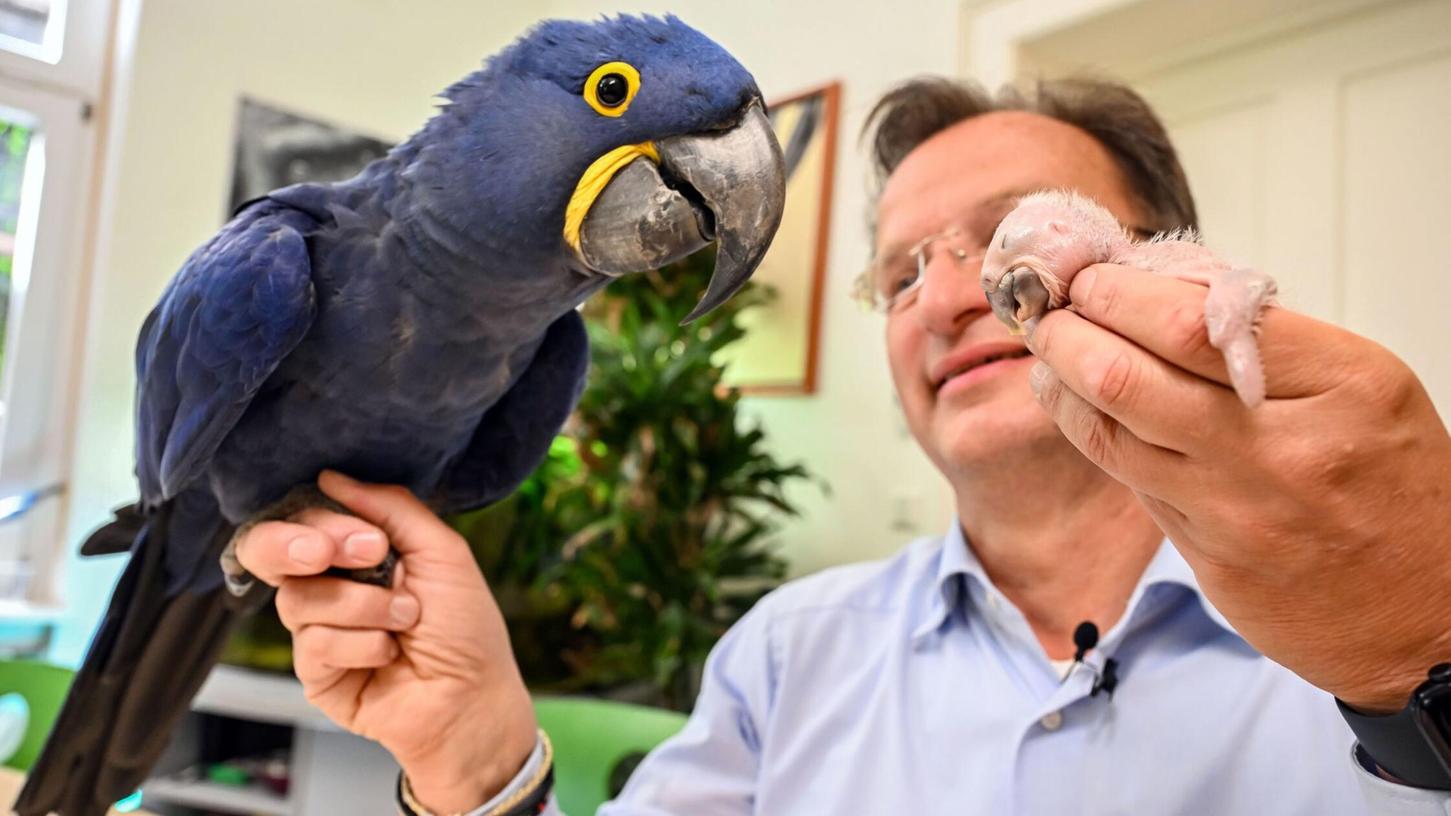 Ein kleiner und ein großer Ara: Beide hält Zoodirektor Reinschmidt auf der Hand. Ein kleiner und ein großer Ara: Beide hält Zoodirektor Reinschmidt auf der Hand.