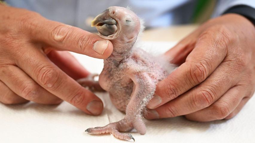 Das Küken wird per Hand aufgezogen. Das Küken wird per Hand aufgezogen.