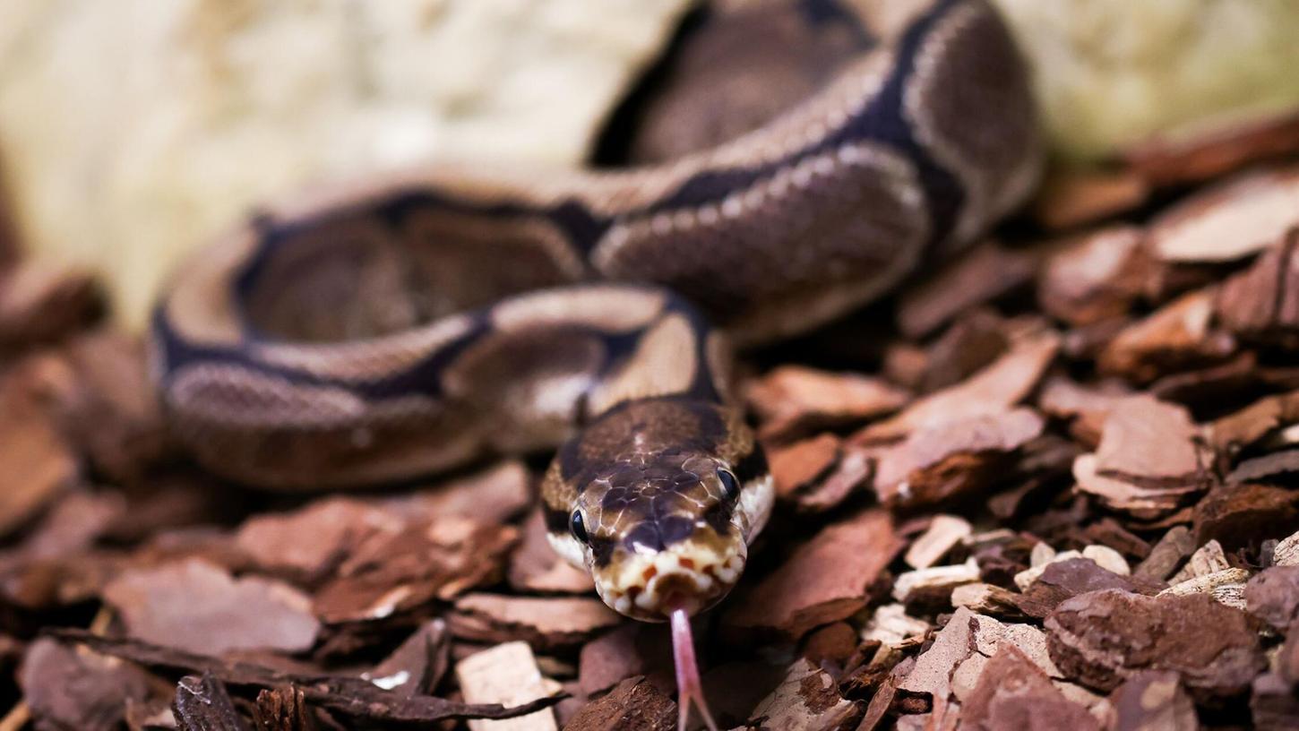 Pythons würgen ihre Opfer, können aber auch zubeißen. (Symbolbild) Pythons würgen ihre Opfer, können aber auch zubeißen. (Symbolbild)