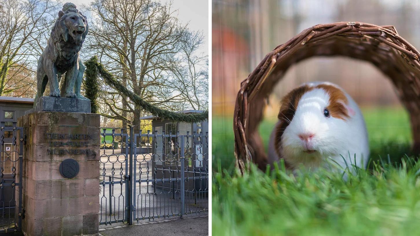 Der Tiergarten Nürnberg bietet einen neuen Workshop zur richtigen Kleintierhaltung an. (Symbolbild) Der Tiergarten Nürnberg bietet einen neuen Workshop zur richtigen Kleintierhaltung an. (Symbolbild)