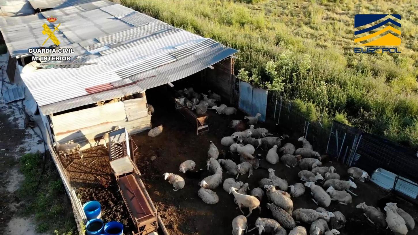 Auf dem von der spanischen Guardia Civil zur Verfügung gestellten Bild ist ein Schlachthof zu sehen, der Fleisch von zum Teil stark unterernährten und kranken Schafen und Ziegen illegal vertrieben haben soll. Auf dem von der spanischen Guardia Civil zur Verfügung gestellten Bild ist ein Schlachthof zu sehen, der Fleisch von zum Teil stark unterernährten und kranken Schafen und Ziegen illegal vertrieben haben soll.