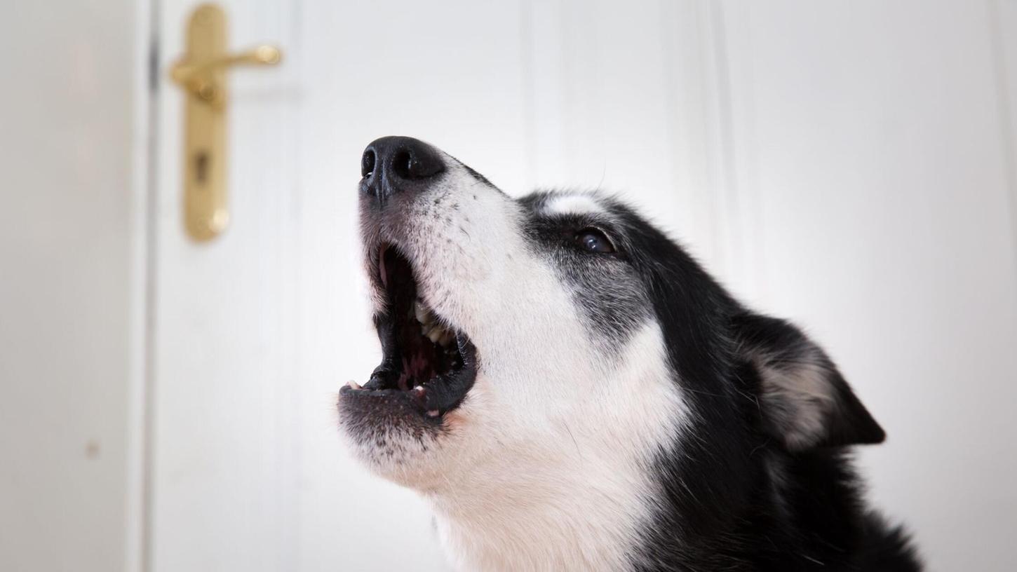 Auf dem Nachhauseweg wird eine Schülerin von einem Hund erschreckt und springt auf die Straße. Auf dem Nachhauseweg wird eine Schülerin von einem Hund erschreckt und springt auf die Straße.