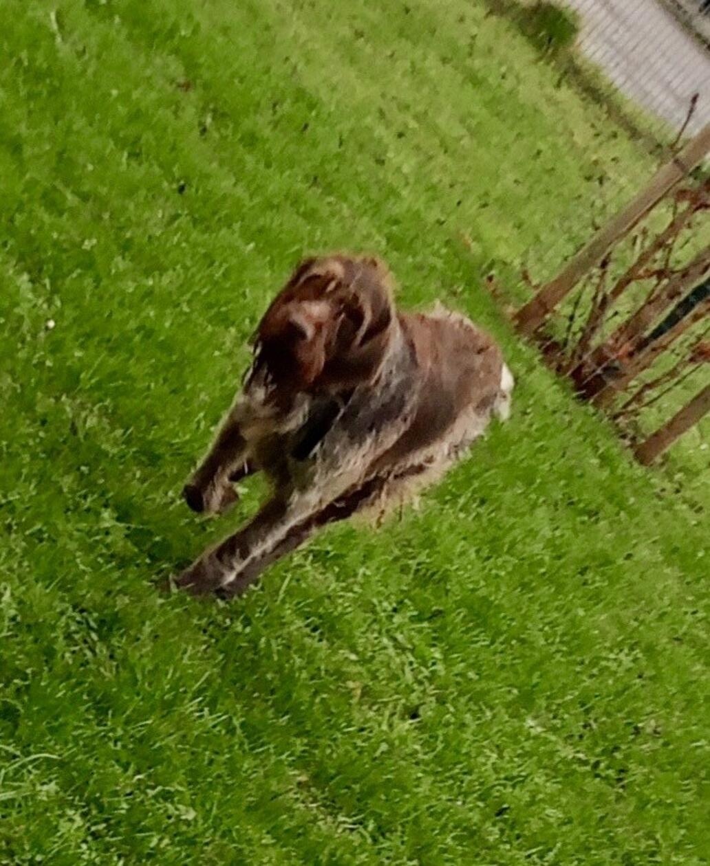 Fundhund Windsfeld Tierheim Gunzenhausen Nov 2025